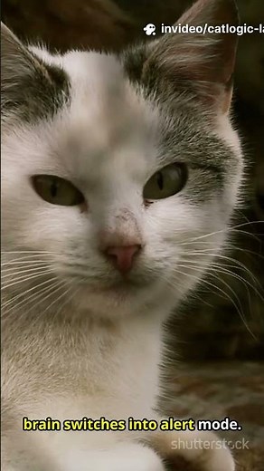 The Frozen Stare Every Cat Owner Should Understand #catfacts #petcare #catlogiclab