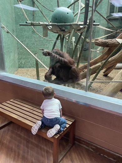 The orangutan asked to see our 2 week old 🥹 #orangutan #baby #love #newborn #2weeksold #animal #animals #family #ape #monkey