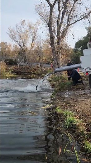 Fresh Mount Lassen Rainbow Trout Stocking. #fishing #rainbowtrout