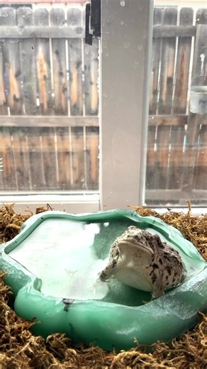 We Salute You 🫡 🐸 #funnyanimals #forest #moviequotes #funnypets #frogs