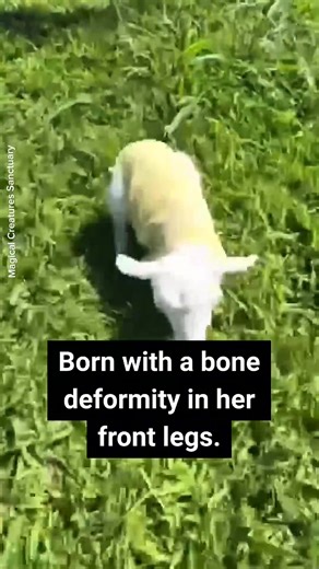 6.1K views · 327 reactions | Leia was born with deformed front legs and will always need a wheelchair to get around, but her spirit is stronger than any obstacle. Thank you to Magical Creatures Sanctuary for giving her all the love and care she needs  Follow Leia's journey at Magical Creatures Sanctuary   The animals need you! Help them through the link in my bio linktr.ee/veganforanimals #sheep #lamb #cutebabyanimals #animalfriends #babylamb | Emmy for Animals | Facebook