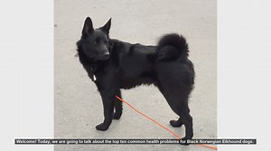 Top 10 Health Issues in Black Norwegian Elkhound Dogs