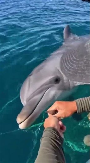 Fisherman Rescues Dolphin From Fishing Net! 🐬