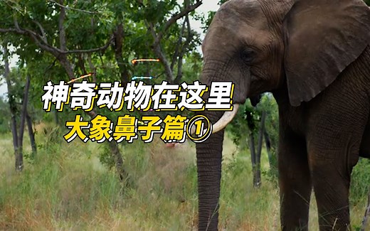 神奇动物在这里：象鼻篇①【CellPress细胞科学】