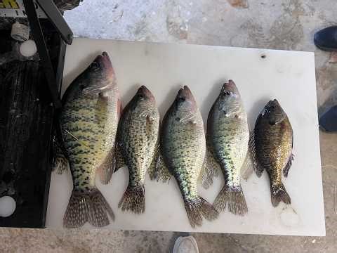 Catching MONSTER Crappie in Iowa! Giant Slabs + Full Cleaning