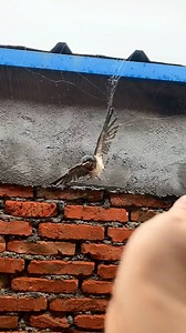 3.1M views · 10K reactions | A swallow trapped in spider web gets rescued ❤️ | MetDaan Animals | Facebook