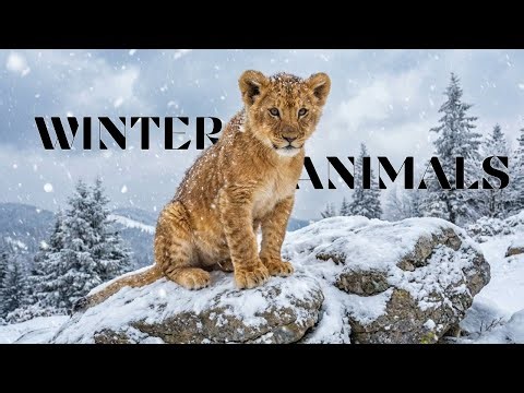 Winter Animals for Kids ❄️ Real Animals in Snow