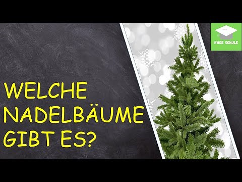 Lernvideo: Nadelbäume