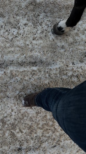 Had to redo💔#horsesoftiktok | horses tiktok