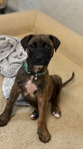 Wish Mint good luck for tomorrow in the comments! 🍀🤞🐾 #puppy #adoptdontshop #rescuepuppy #rescueisthebestbreed #dogsrefugehome #adoptme #dogsofinstagram | Dogs' Refuge Home WA INC