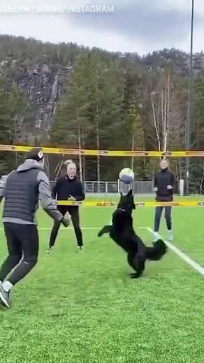 Hilarious Dog Beach Volleyball Commentary | Ozzy Man Reviews
