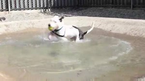 10K views · 338 reactions | Wow, what a scorcher it is today! Check out this pooch's preferred way to cool down, and send us your video clips so we can share our favourites! https://www.hightail.com/u/RSPCABroadcast | RSPCA (England & Wales) | Facebook