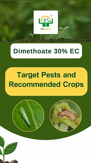 Dimethoate 30% EC Alternative Products Are you searching for safer, efficient substitutes to control fruit and shoot borers and sucking pests ? This video reveals top alternative products. Download NaPanta app for expert farming guidance: bit.ly/NaPanta #DimethoateAlternatives #SustainablePestControl #CropProtection #napanta #FarmingApp #SmartFarming | NaPanta Smart Kisan Digital Ag Platform