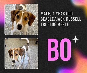 Where are our Beagle lovers out there!?!? We have a pair of beagles that are brand new to GPAAS. Bo is the first one out of the gate. He is a super friendly, energetic pup that you will instantly fall in love with. You can meet Bo at our Open House on Saturday at the Hideout. 😎 #gpaashideout | Grosse Pointe Animal Adoption Society (GPAAS)