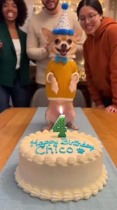 Happy Birthday Chico 🎂 | Star World 01