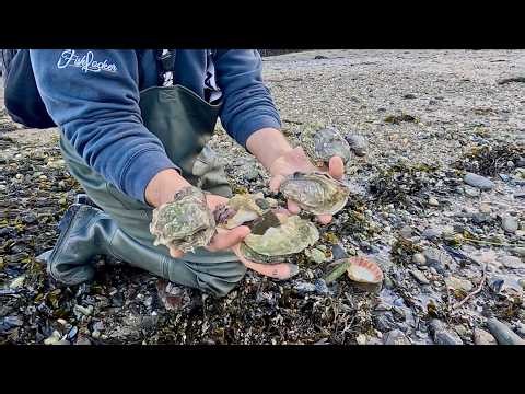 Coastal Foraging in Winter after the Storms | The Fish Locker