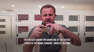 Deadly Mutant Snake With Three Highly Venomous Fangs Discovered In Australia