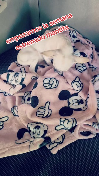 #chiuhuahuasoftiktok #lunaenruta