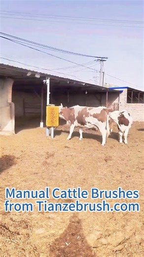 Watch cows go wild over their favourite manual cattle brush. #cow #cowbrush #cattle #cattlebrush