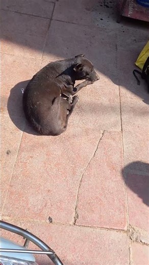 Fourty four dog Video