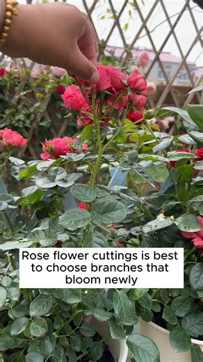 273K views · 2.6K reactions | Planting with recycled plastic bottles #backyardgardening #gardeninglife #vegetablegardening #vegetablegarden #gardeningtips #gardeninglove #organicgardening #gardensofinstagram #gardenideas #urbangardening #gardeningistherapy #gardeninggoals #homegardening #gardeninspiration #lovegardening #gardeningisfun #countrygarden #gardeningmakemehappy #veggiegarden #happygardening | Home Gardening | Facebook