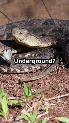 5 Mind Blowing Facts About the Ratels!