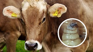 Confirman segundo caso de gusano barrenador en humanos y 487 casos en ganado en Chiapas