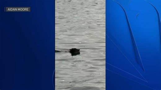 Coyote spotted swimming near Alcatraz Island