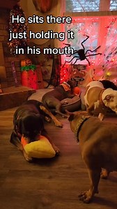26 reactions | Sweet Swagger and the giant candy corn toy. He loved that toy so much he slept with it. I always had to make sure none of the others got it that would tear it up. He never tore up toys, they were his babies. You are missed and always remembered sweet old boy. #marlhalloween #marlswagger #marlrottweilers #halloweendogs #halloweentoys #HalloweenDecor #halloween | MidSouth Animal Rescue League | Facebook