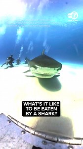 58K views · 284 reactions | What's it like to be eaten by a shark? | ABC7NY | Facebook