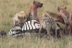 434K views · 5.1K reactions | A pack of wolves attacking a zebra! 煉 #WildlifeHunt #WolvesVsZebra #NatureDrama #SavannahLife #PredatorInstincts | La Pulga News | Facebook
