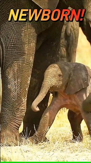 NEWBORN Elephant Stands Up and Walks For First Time