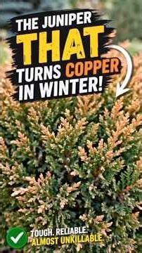 Compact Andorra Juniper – The “Plant It & Walk Away” Ground Cover