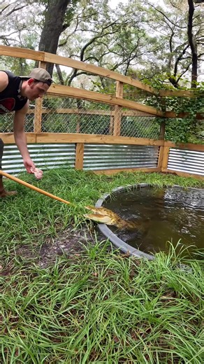 36K views · 1K reactions | Ticktock the morelets crocodile snappin...