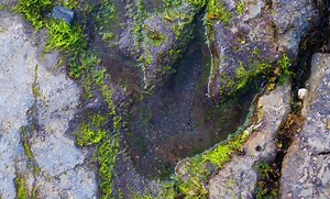 Scientists Just Built a Tool That Can Identify Dinosaur Footprints From a Simple Image