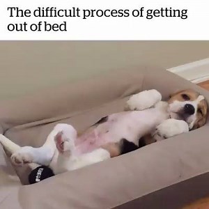 80K views · 3.2K reactions | I know the feeling  Credit Oliver the Beagle on instagram.com/oliverpbeagle/ #woofandme  | Woof and me | Facebook