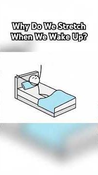 Why Do We Stretch When We Wake Up? 🧠