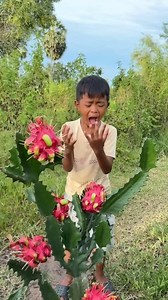 475K views · 3.8K reactions | Picking dragon fruit and making insect repellent in the forest #adventure #survival | Abraham | Facebook