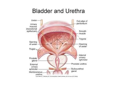 Renal and Urinary System Explained: Nephron Function, GFR, and Hormonal Regulation