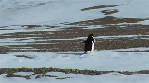 Tutti su TikTok parlano del “pinguino nichilista”: ecco da dove viene