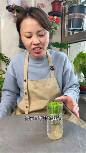 #都市花园 想吃生菜，香菜，蒜苗不用花钱买，我来教你种出来#花卉绿植 #种植小技巧 #种菜#阳台小菜园 ©小青教你养花