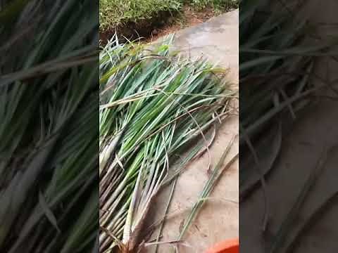 How to prepare lemon grass oil to attract honey bees swam