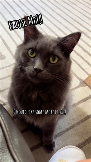 #catsoftiktok #nebelung