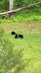 A BEARY GOOD DAY AT ANAKEESTA 🧸 Check out the mountain’s newest residents! Anakeesta is home to several black bear families right now. Here are some fun facts about bears from the National Park Service. A mother bear will typically give birth to one to three cubs at a time. By the time a mother bear and her cubs are ready to emerge into spring, the cubs typically weigh around five pounds.Young bears grow very quickly and can weigh around 80 pounds by their first birthdays. Cubs will remain with