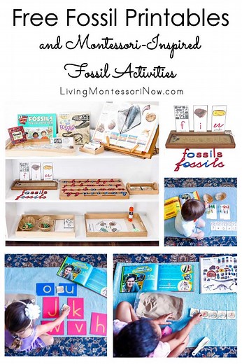 Free Fossil Printables and Montessori-Inspired Fossil Activities - Living Montessori Now