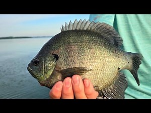 My FAVORITE Mid-Summer PANFISH RIG!!