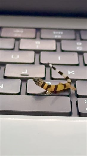 Lucas Cottereau on Instagram: "Un visiteur sur mon ordinateur 🦎💻 Ce petit gecko (Sphaerodactylus homolepis) est venu me rendre visite au Costa Rica. Un lézard minuscule, avec un comportement bien à lui. #gecko #reptiles #wildlife #nature #costarica"