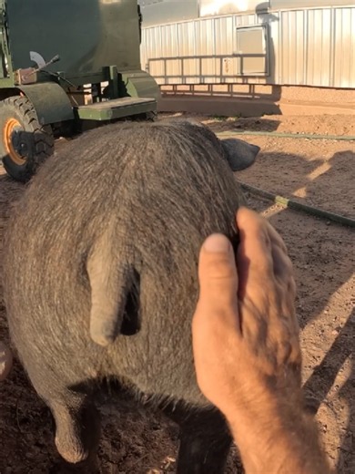 spank that piggy 🐽 #spank #pig | Pig Videos