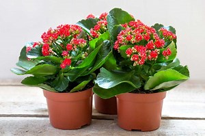 Is Kalanchoe a Perennial? Facts and Growing Tips | LoveToKnow