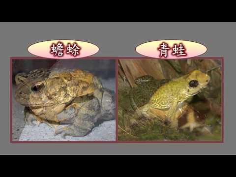 生物迷思 青蛙與蟾蜍